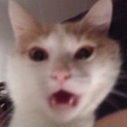 BadKitty