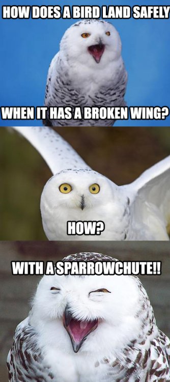 5a7e942217330_BadPunOwlSparrowchute.thumb.jpg.bf7bdee0885d157a9a6fc72472bccc77.jpg