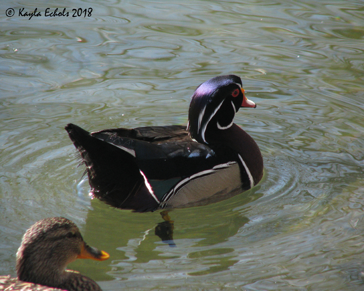 5aa70f8b5f335_IMG_7439WoodDuckCrop(C).jpg.2a8b92d027932631fe82d66233b02c4d.jpg