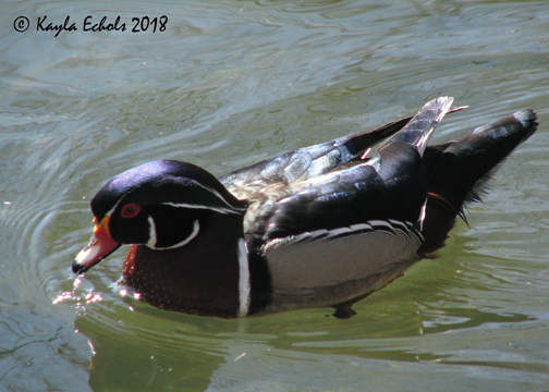 5aa70f8c42898_IMG_7441WoodDuckCrop(C).jpg.a45acf176bebbb4861c8a1d295911c69.jpg