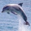 ElectricscotishDolphin