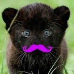 Wondercat