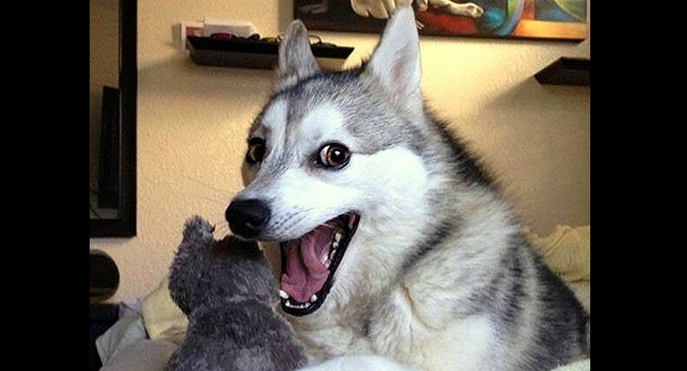 6_26.16-Bad-Pun-Husky27.jpg.7b05c61896410793e07ecd2e14b72300.jpg