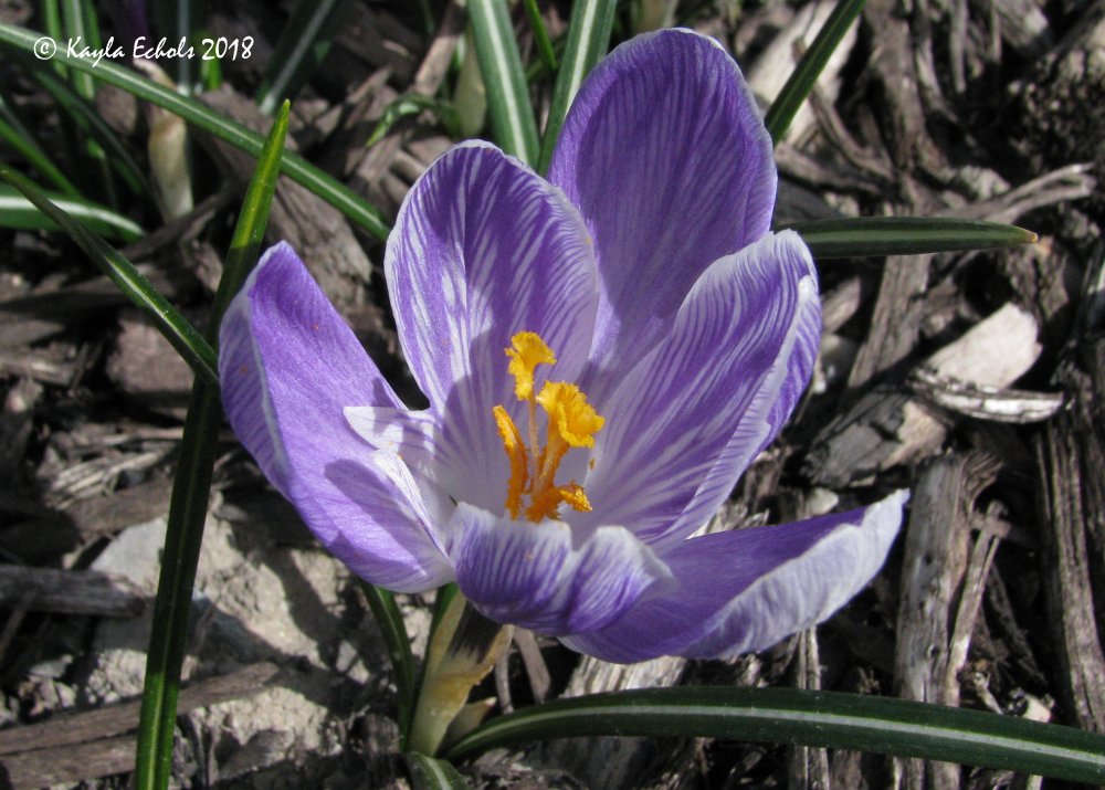 IMG_7853_Crocus_Crop_(C).thumb.jpg.09fc202ed5734d7b9160cecc698e687d.jpg
