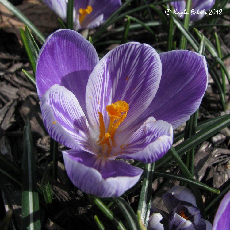 IMG_7858_Crocus_Crop_(C).thumb.jpg.7fb738ee8c3aeab51d7b3ea23f6cf4c6.jpg