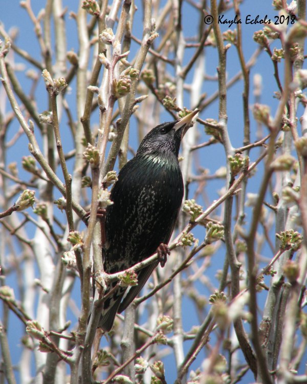 IMG_7868_Starling_Crop_(C).thumb.jpg.e60db09d35a0f64e9eb6ae4c861b3ccc.jpg