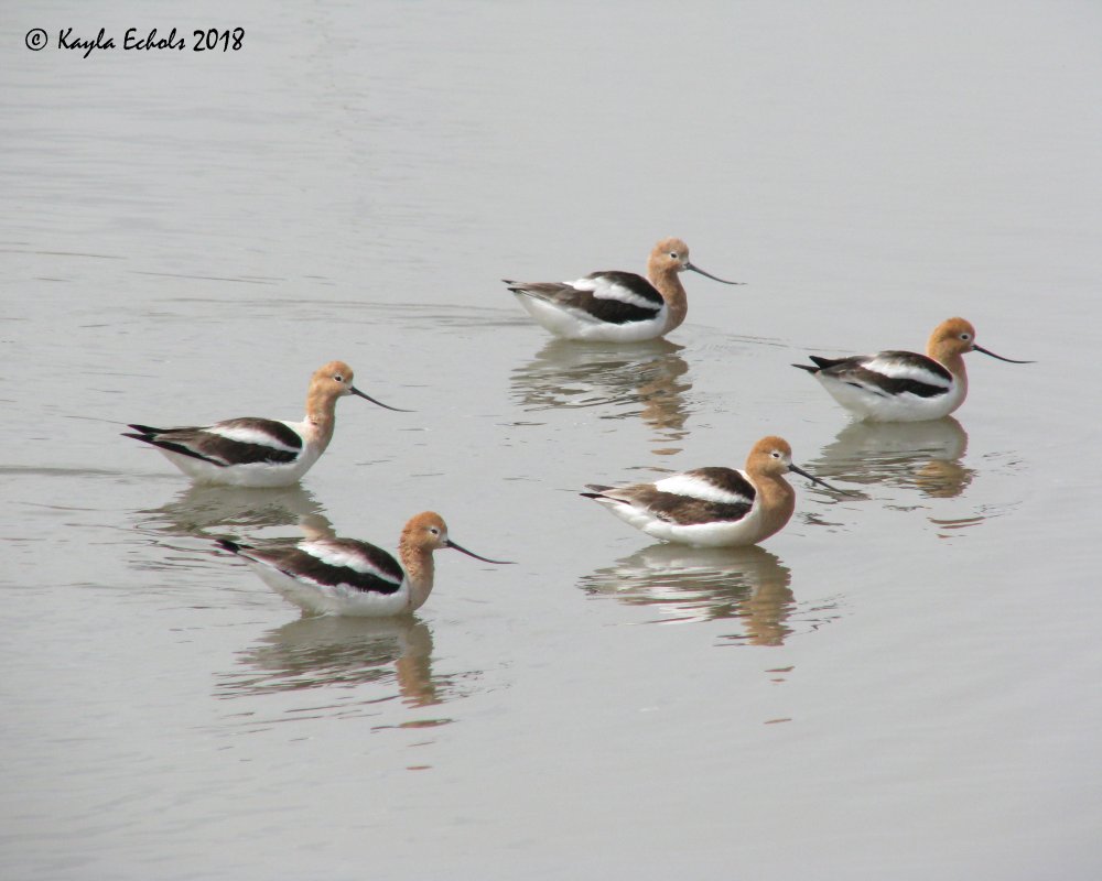 IMG_7945_Avocets_Crop_(C).thumb.jpg.20baf8ae918ce80f4ab477ad3c419054.jpg