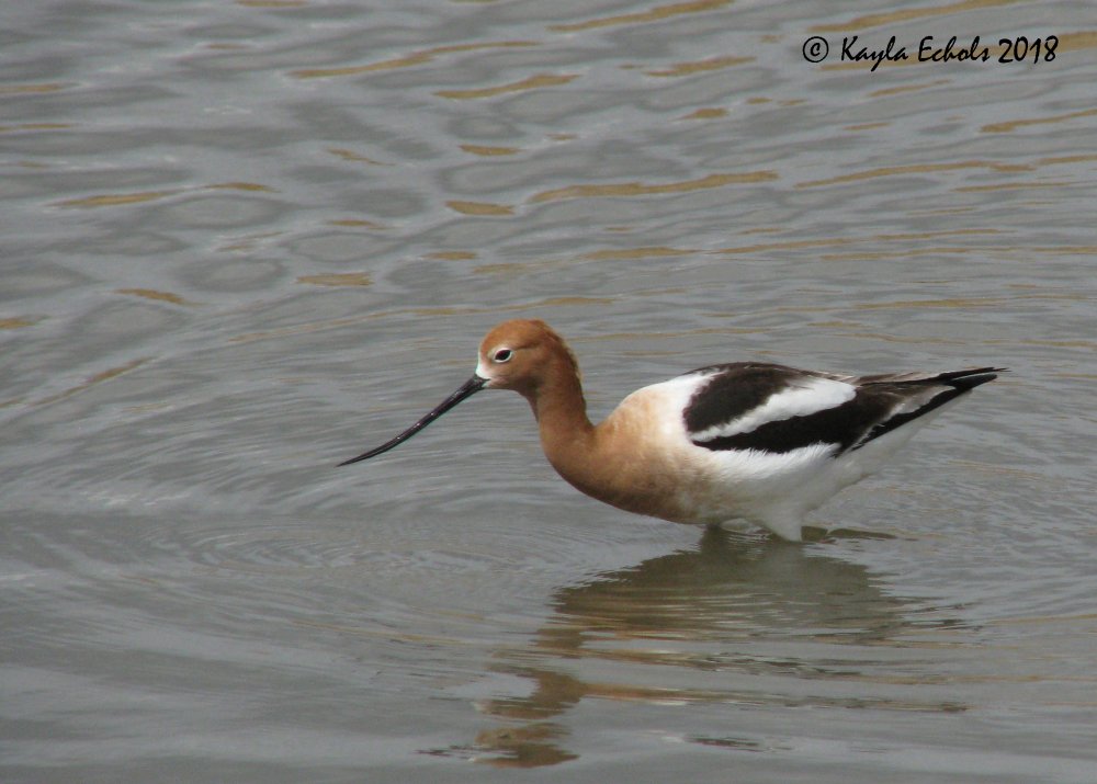 IMG_8001_Avocet_Crop_(C).thumb.jpg.a8342c27e1baa1e2d6067908dab44e4c.jpg