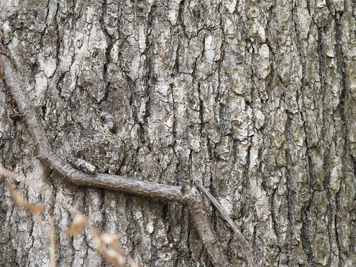 5b0c9343d97e0_camogreytreefrog.jpg.78a2abb483d25660dc773de32ffc9d85.jpg
