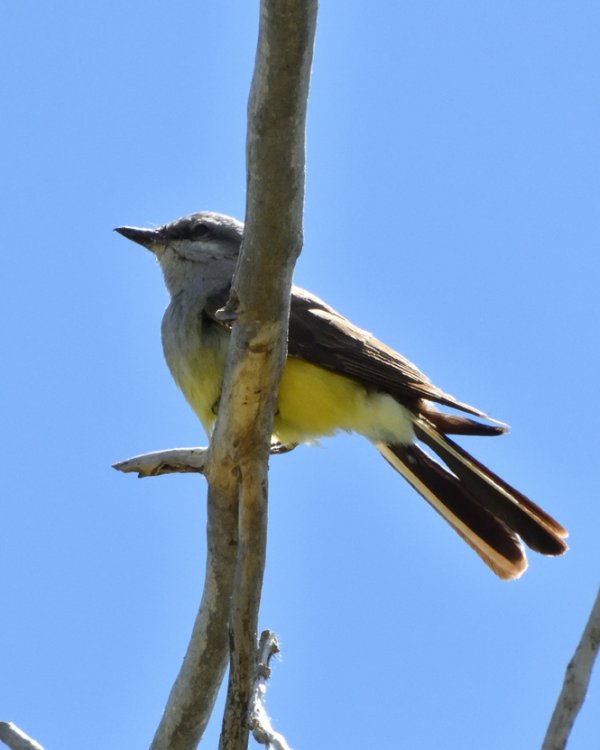 5b39ddf43853e_DSCN2354WesternKingbirdCrop.thumb.jpg.0f11d39966d14ba1701be8efeaf194c3.jpg