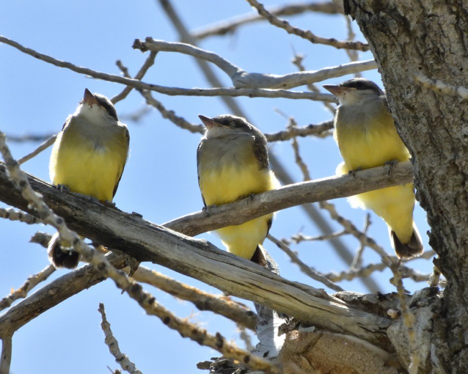5b39ddf5524b6_DSCN2355WesternKingbirdsCrop.thumb.jpg.cd0e8fd07e295308de5e27a9a4c89b5d.jpg