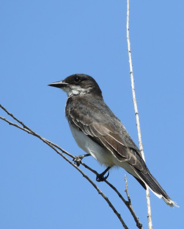 5b39ddf629b3e_DSCN2393EasternKingbirdCrop.thumb.jpg.56622c2250ed592f167933a4e38052d5.jpg