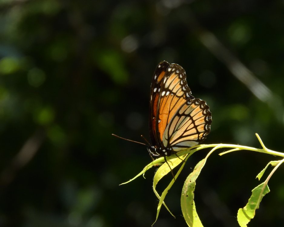 5b39ddf73458f_DSCN2440ViceroyCrop.thumb.jpg.e429c8eeff79d6c0f696673eeb04ca3f.jpg