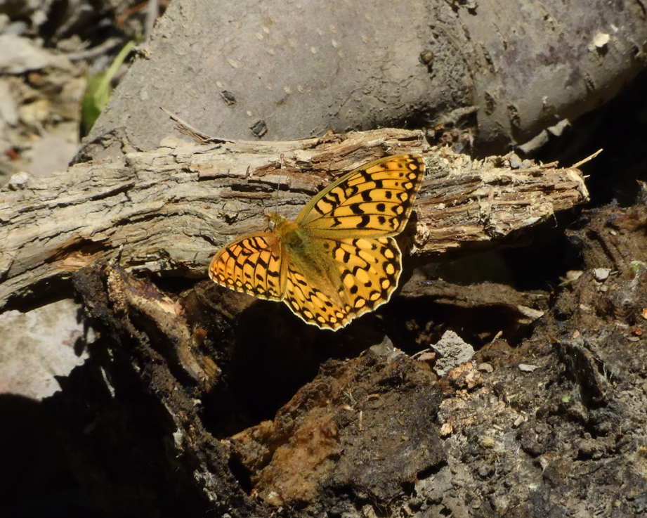 5b39de448ea47_DSCN2130CalippeFritillaryCrop.jpg.7cbe5b5bdb837577ac98fed1779b0163.jpg