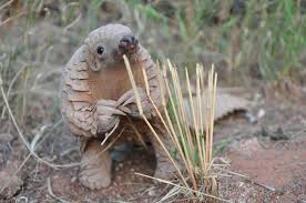 5b44149183bc1_pangolin2.jpg.2a12d2c19c27490e5092624241b502c2.jpg