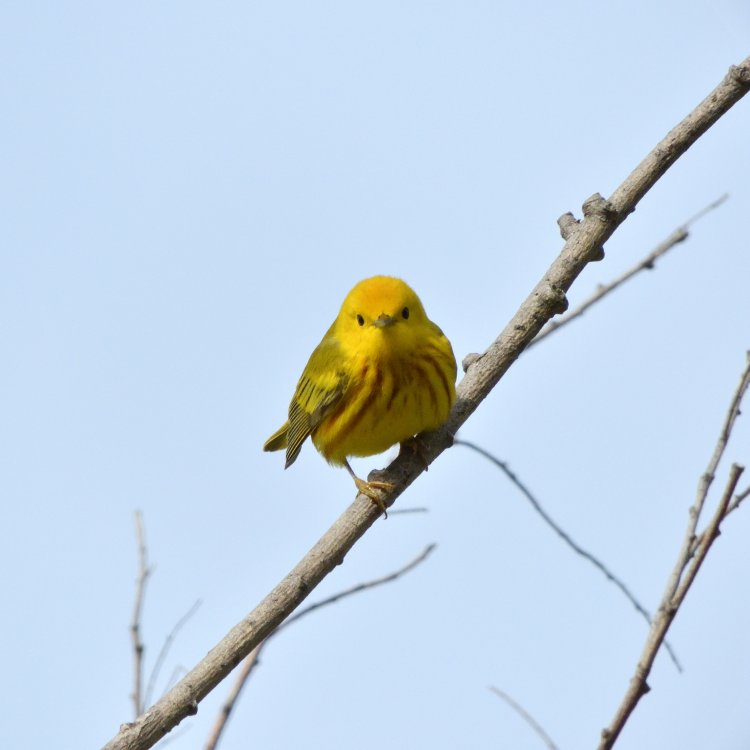 5b5025caa21f2_DSCN0397YellowWarblerCrop.thumb.jpg.e7f8e260f02e5297e34af5d7646809c0.jpg