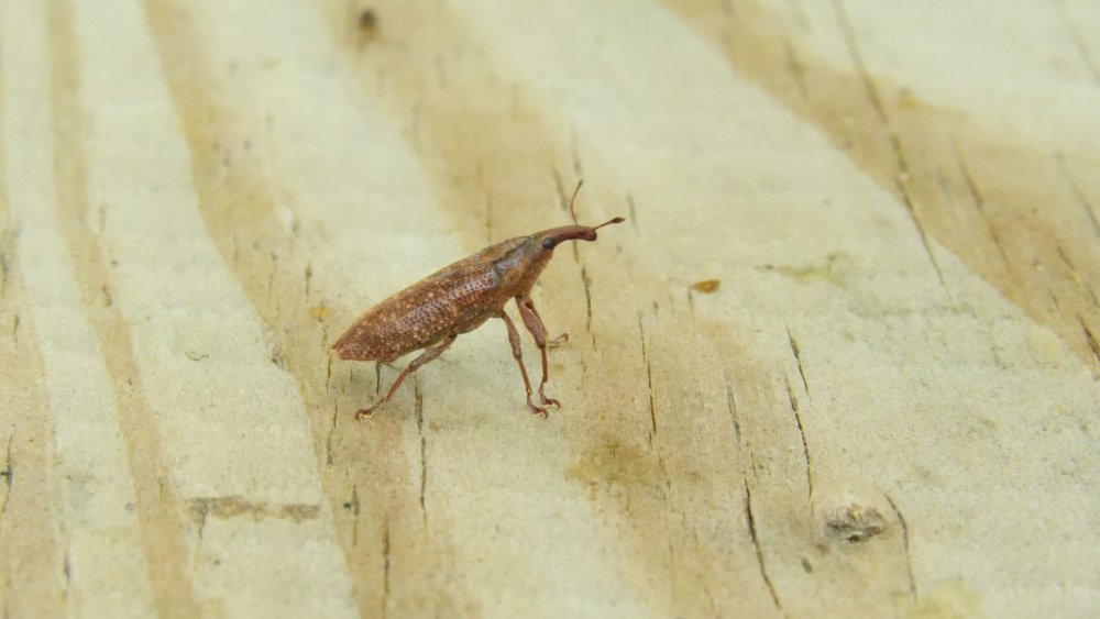 5b5025df77c85_DSCN0494MysteryWeevilCrop.thumb.jpg.e2d4a304155e9e60edf49473762aa93a.jpg