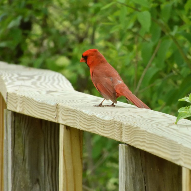 5b5025ec81103_DSCN0519CardinalCrop.thumb.jpg.cf072ca4c397aa5ec30b123a120f9f06.jpg