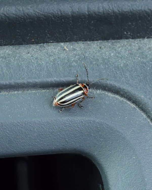5b502600d1730_DSCN0572BeetleCrop.thumb.jpg.585f60045a1afb61ffaec4b7e217dae5.jpg