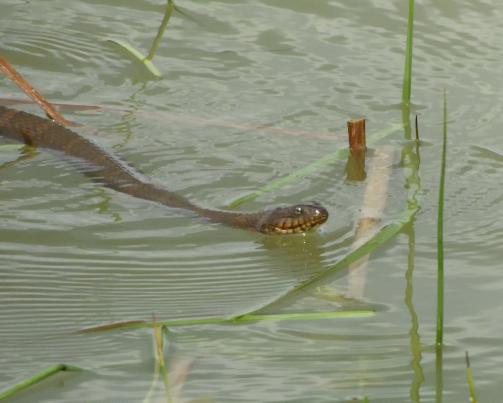 5b50260e1e4a5_DSCN0584WatersnakeCrop.thumb.jpg.27bcdf89519091e72269f60fa26448ca.jpg