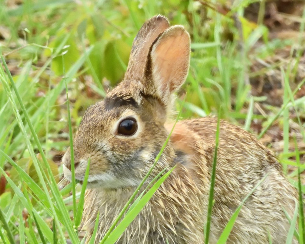 5b502665d9217_DSCN0603RabbitCrop.thumb.jpg.e9d7f82ce8220646e35eef362bbef312.jpg