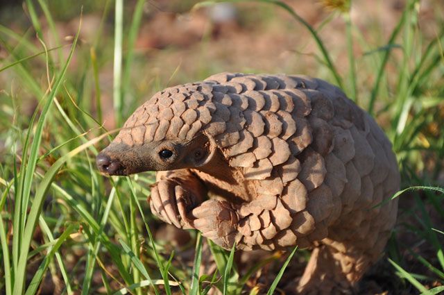 pangolin.jpg.825ae6cdeb6b236227559358350de151.jpg