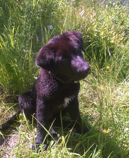 Chewbacc_Puppy.jpg.51d78b7c4e639ec574a0e7c2c595e942.jpg