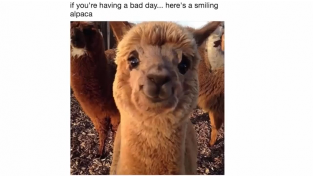 IMG_0800.thumb.PNG.17cdf83a8c572be8d5a18fefc8697e2b.PNG