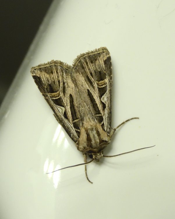 DSCN4075.thumb.jpg.994bdd4c40b7094d64fad401f54d2897.jpg
