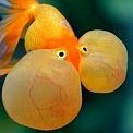 Yellow Cremling