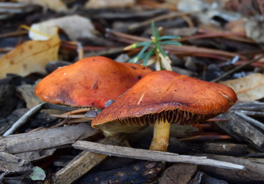 5bc3c4931f6d9_DSCN5111Mushrooms.jpg.5438d270a27724790dc36c00b9330473.jpg