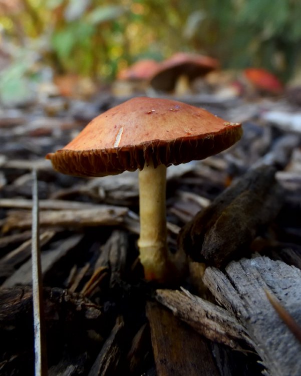 5bc3c496756dc_DSCN5114Mushroom.thumb.jpg.8767f276fed3306b60f9d8050f909d7b.jpg