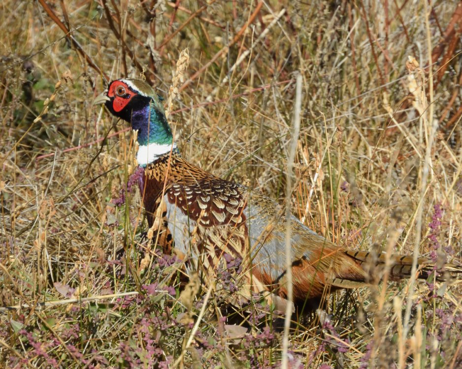 5bc3c4e53b33b_DSCN5120Ring-neckedPheasant.thumb.jpg.49517c9fb72e54960941582ba381f864.jpg