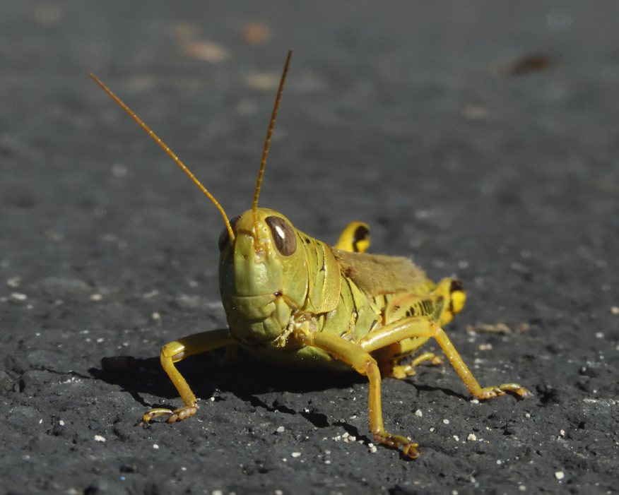 5bc3c4e912fd6_DSCN5168Grasshopper.jpg.0202bf650d95023ea350622c69c48e76.jpg