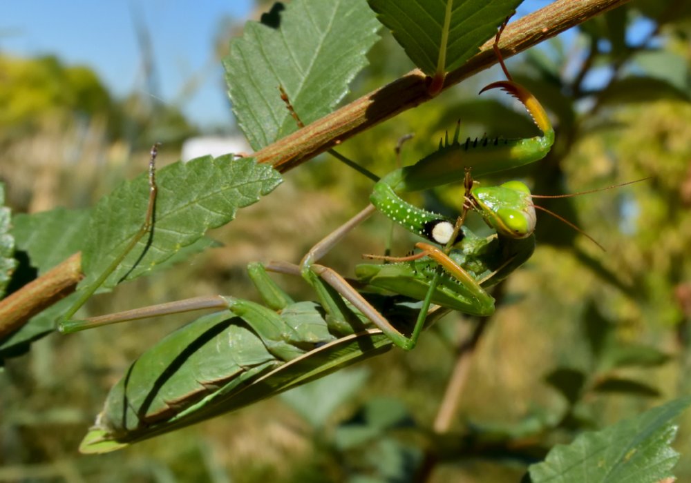 5bc3c4ed9f987_DSCN5199EuropeanMantis.thumb.jpg.ea17991eb0293298e74929c43714fb5c.jpg