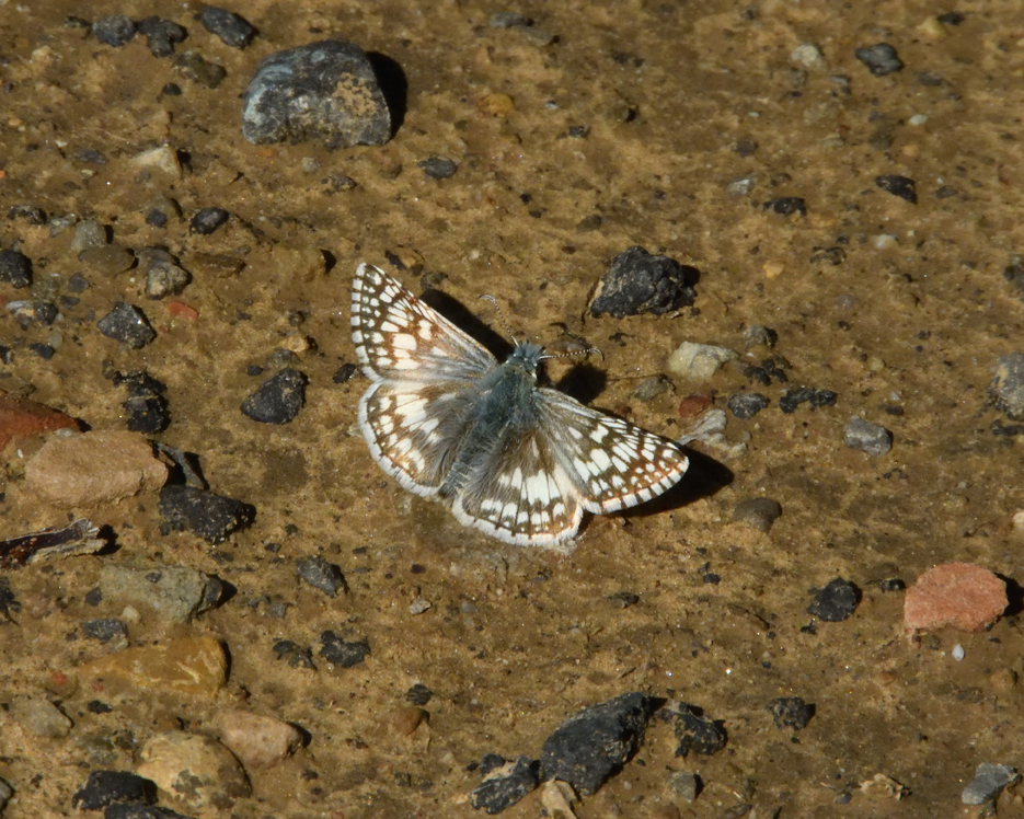 5bc3c4f3aeb72_DSCN5225CommonCheckeredSkipper.jpg.40d7b9d16aa8678472d8b25916e9fe59.jpg