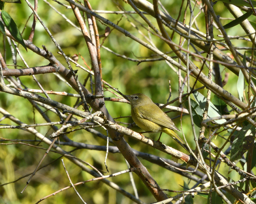 5bc3c4f90a9d7_DSCN5230Orange-crownedWarbler.jpg.e5deaa3a3fe5b1c4c72f181b23e74e1e.jpg