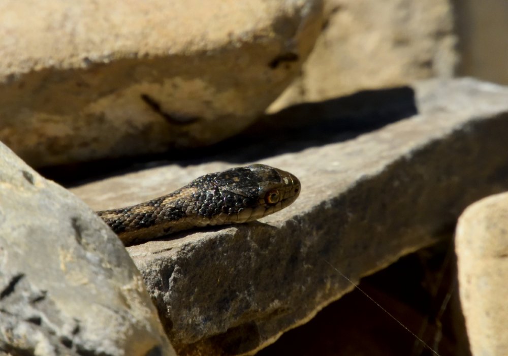 5bc3c4fd6c4b0_DSCN5266Snake.thumb.jpg.f0c155037d8c12044720f3add8b13d71.jpg