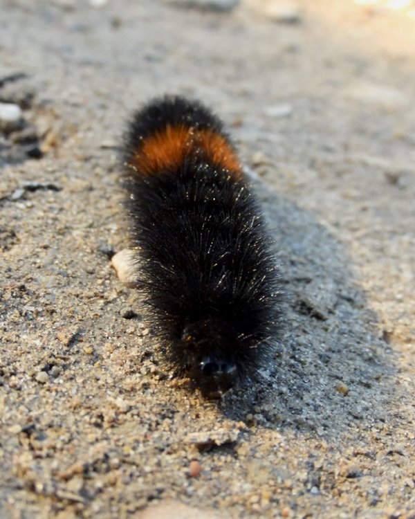 5bc3c5014d922_DSCN5283WoollyBearCaterpillar.thumb.jpg.187421021efce782d68d8497120ed1a1.jpg