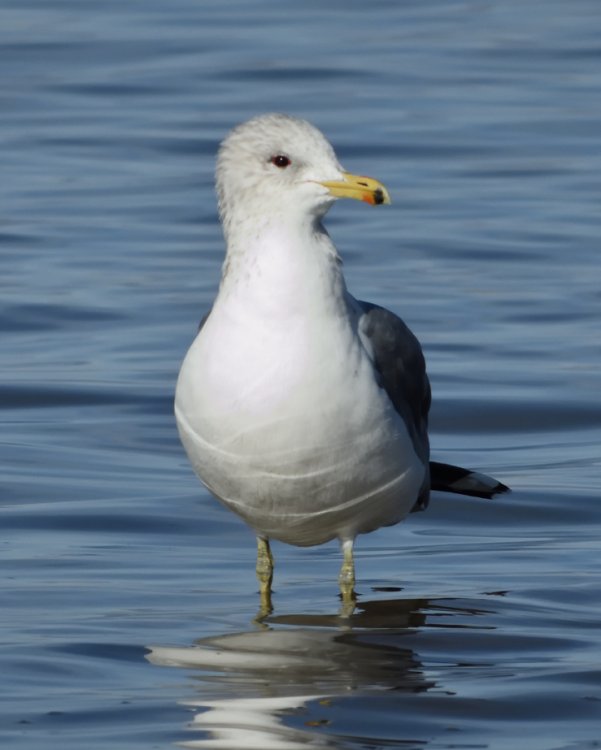 5bf88a1bafb4c_DSCN6293CaliforniaGull.thumb.jpg.64ef3897ba656fbef1a1bf3c995c241d.jpg