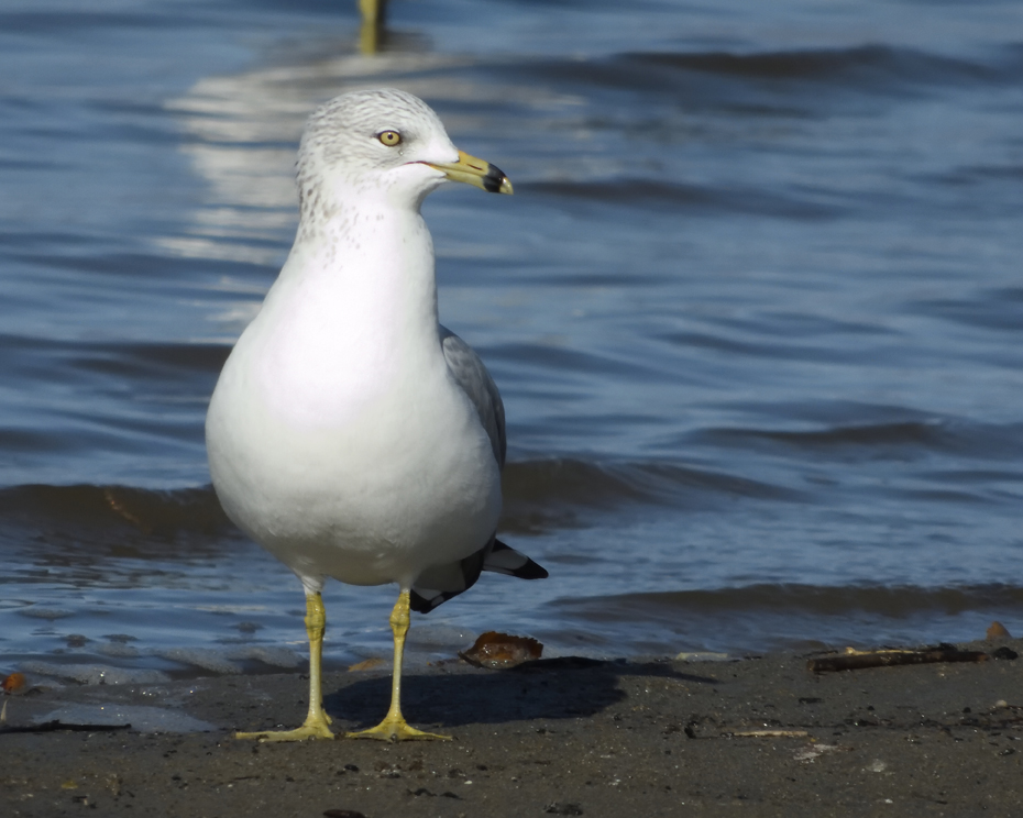 5bf88a1f0e27d_DSCN6300Ring-billedGull.jpg.875680ce5f7bf6b2138144dc35c2942f.jpg