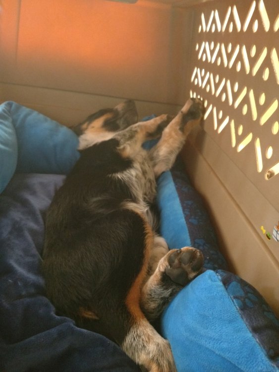 5c0c35e6382aa_Spookstretchinginkennel.thumb.jpg.5172db932b119f663877292982d5c2c1.jpg