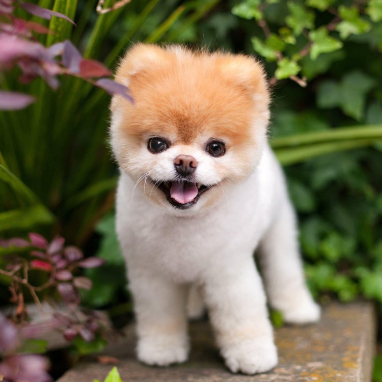 boo.thumb.jpg.bd1f52000e3c833f926c6cc7b5bb6e5d.jpg