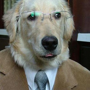 dogdog-profile_image-5550ade194780dfc-300x300.jpeg.cd865d52402d74247c6d5d85481beeb6.jpeg