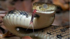snekquisitor