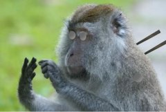 I can't think of a baboon/inquisitor pun