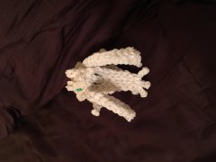 Whitespine head front view