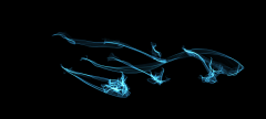 Windspren