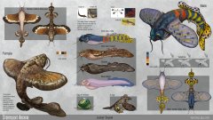 The Lesser Skyeel - final designs
