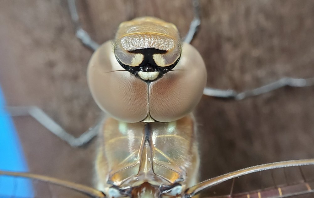 DragonFlyVillain.thumb.jpg.01d5fa1f583d84018b736bba82acdc28.jpg